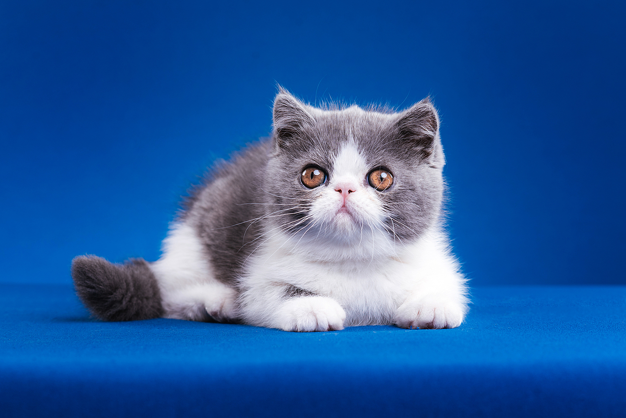 异国短毛猫柿饼儿和他的孩子们（图ZMTUyNTQ2Mzky） - 宠物摄影 - 站酷设计师克查原创素材 - 站酷ZCOOL