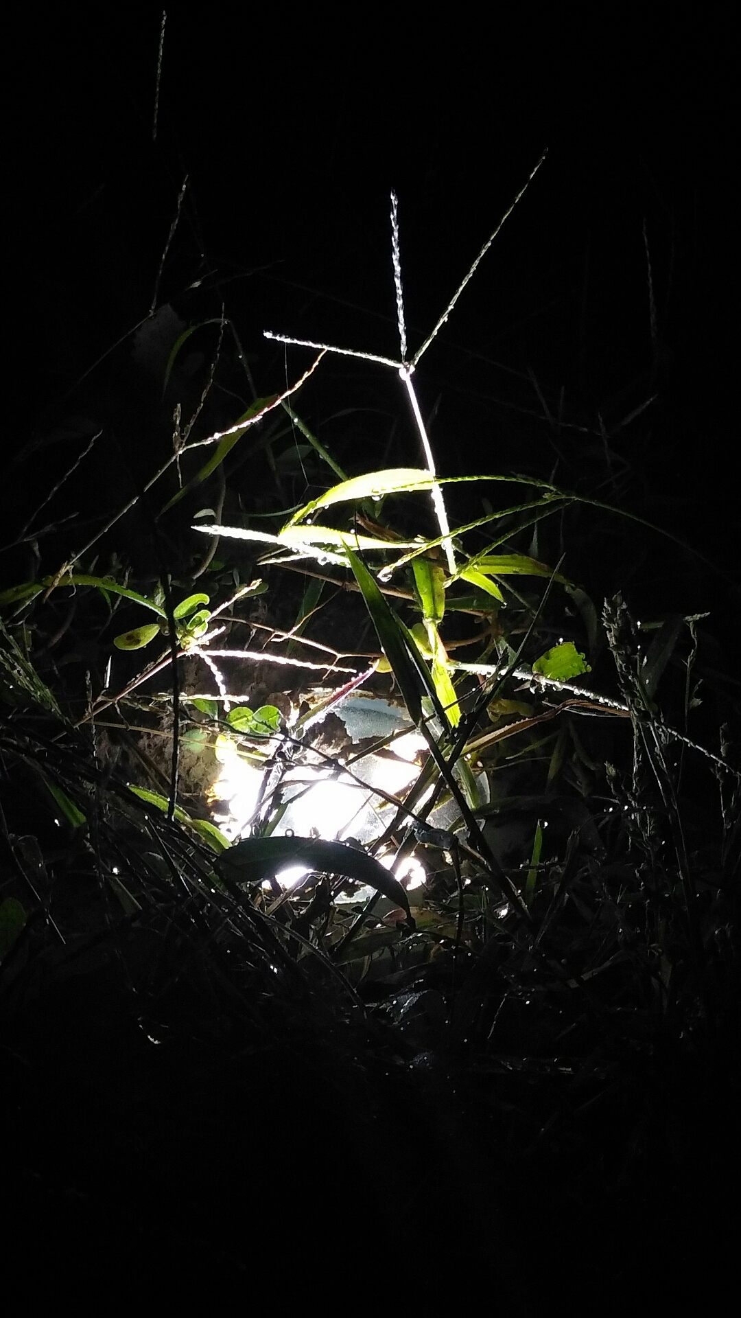 很久以前的图，