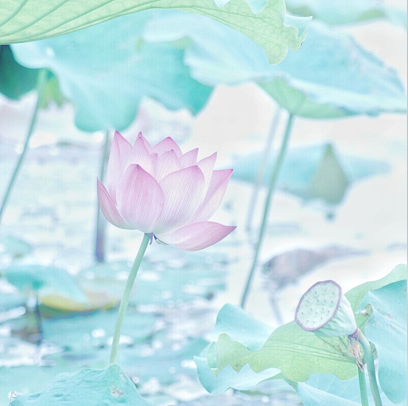 碧荷生幽泉,朝日艳且鲜.秋花冒绿水,密叶罗青烟.（图ZODAxNTAwOTY=） - 产品摄影 - 站酷设计师杭州黄一能原创素材 - 站酷ZCOOL