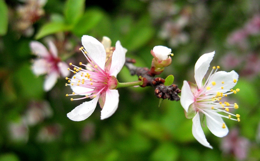 春天里那些花儿（荣氏风尚原创）（图ZNTQ1NzA0NA==） - 人文/纪实摄影 - 站酷设计师摩摩超人原创素材 - 站酷ZCOOL