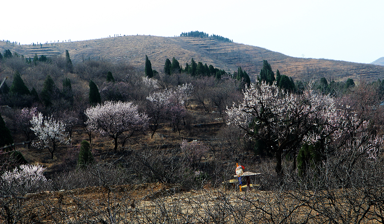 一枝红杏出墙来（图ZMTU2MTU2MTcy） - 风光摄影 - 站酷设计师pp1111原创素材 - 站酷ZCOOL