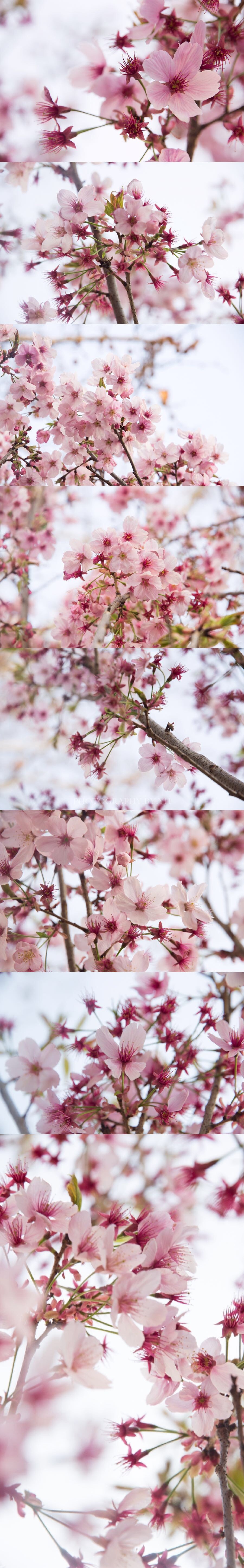 初春的花。等待的夏