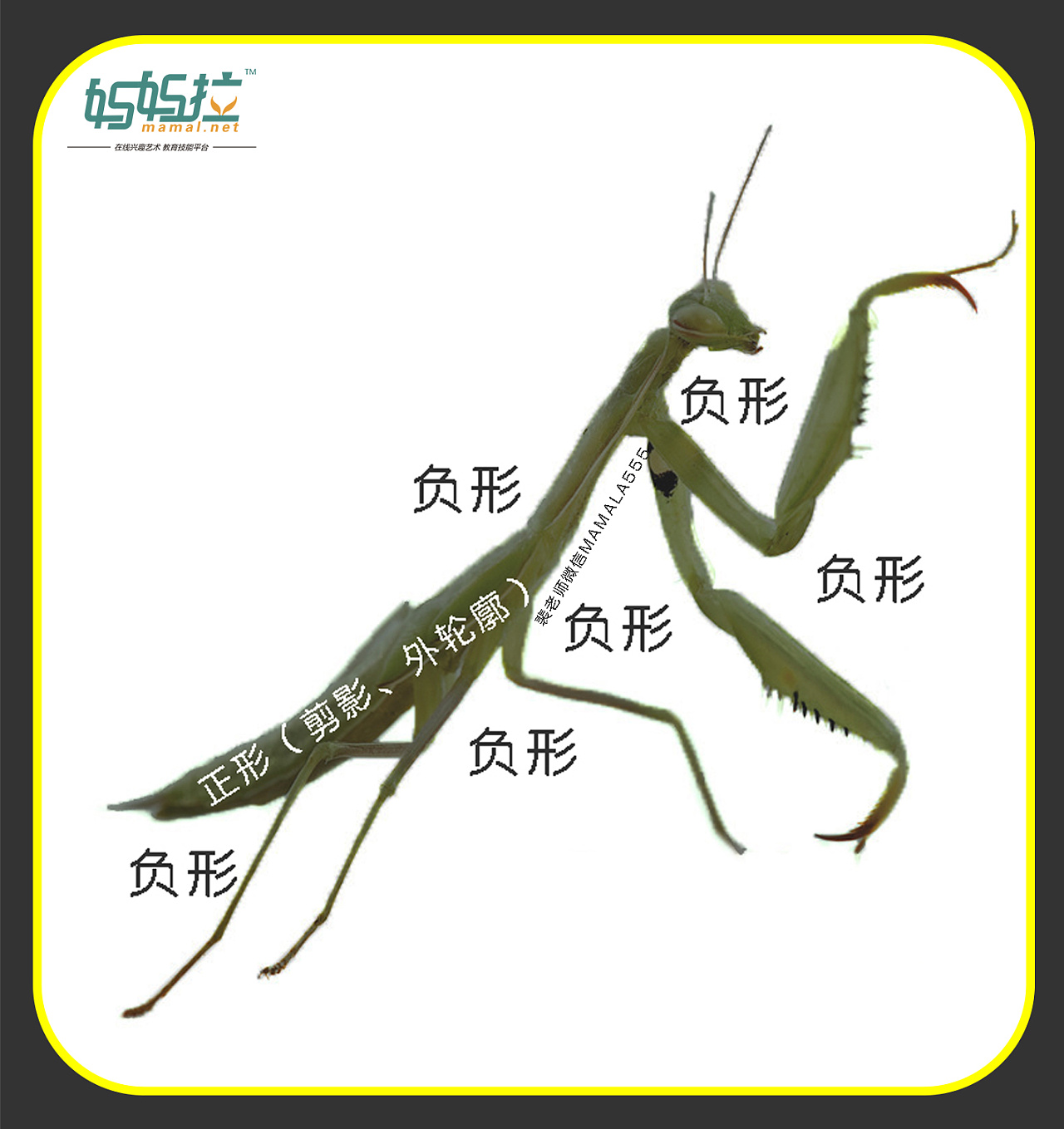 螳螂的动作描写图片