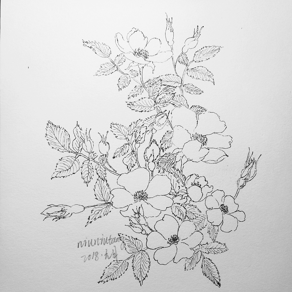 野蔷薇简笔画手绘图片