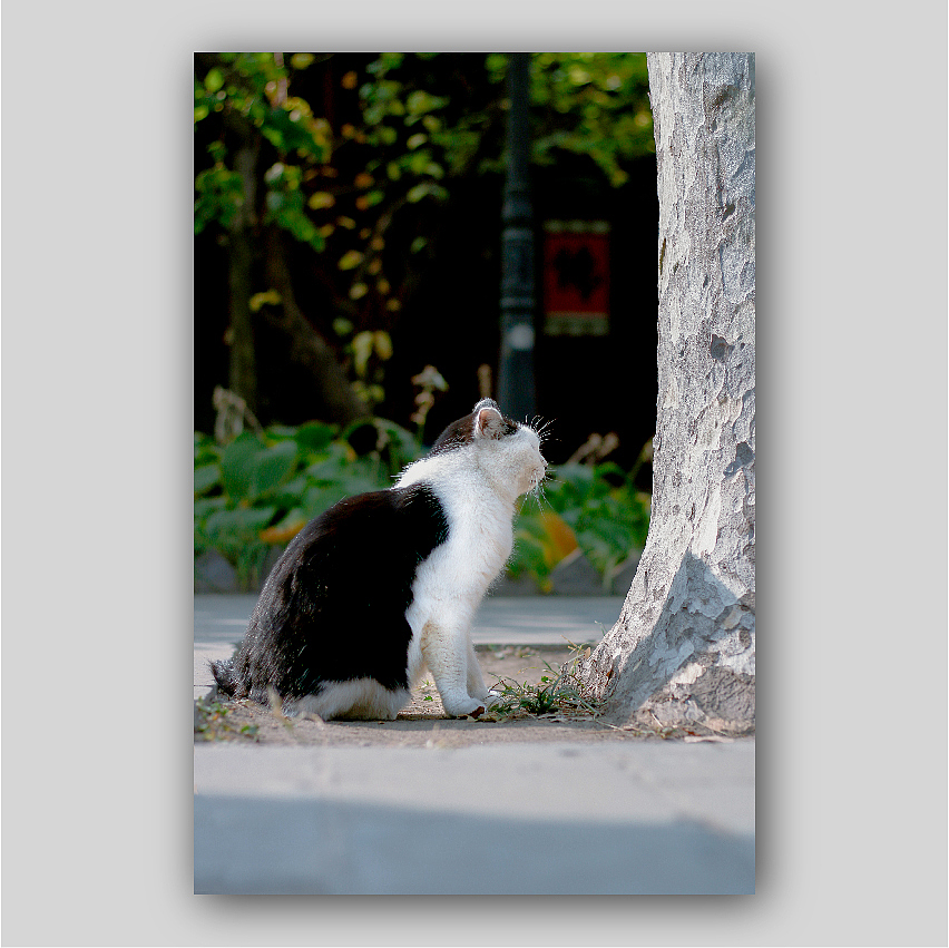 寺庙里的猫（图ZMTMyNDUzNTY0） - 宠物摄影 - 站酷设计师肥仔陈慢鱼原创素材 - 站酷ZCOOL