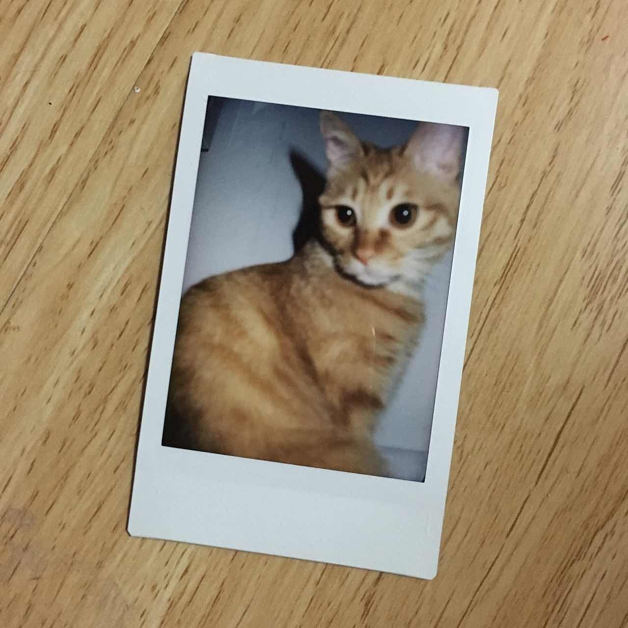 菜刀眼黄豆芽的日常（图ZODEwMzczNDA=） - 宠物摄影 - 站酷设计师violasean原创素材 - 站酷ZCOOL