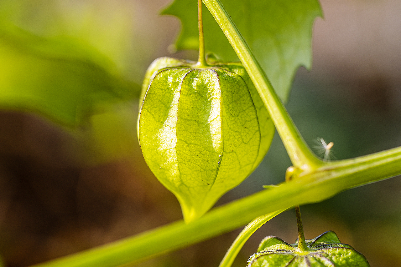 绿意盎然灯笼果（图ZMTg4ODk2ODAw） - 风光摄影 - 站酷设计师大侠彭娜娜原创素材 - 站酷ZCOOL