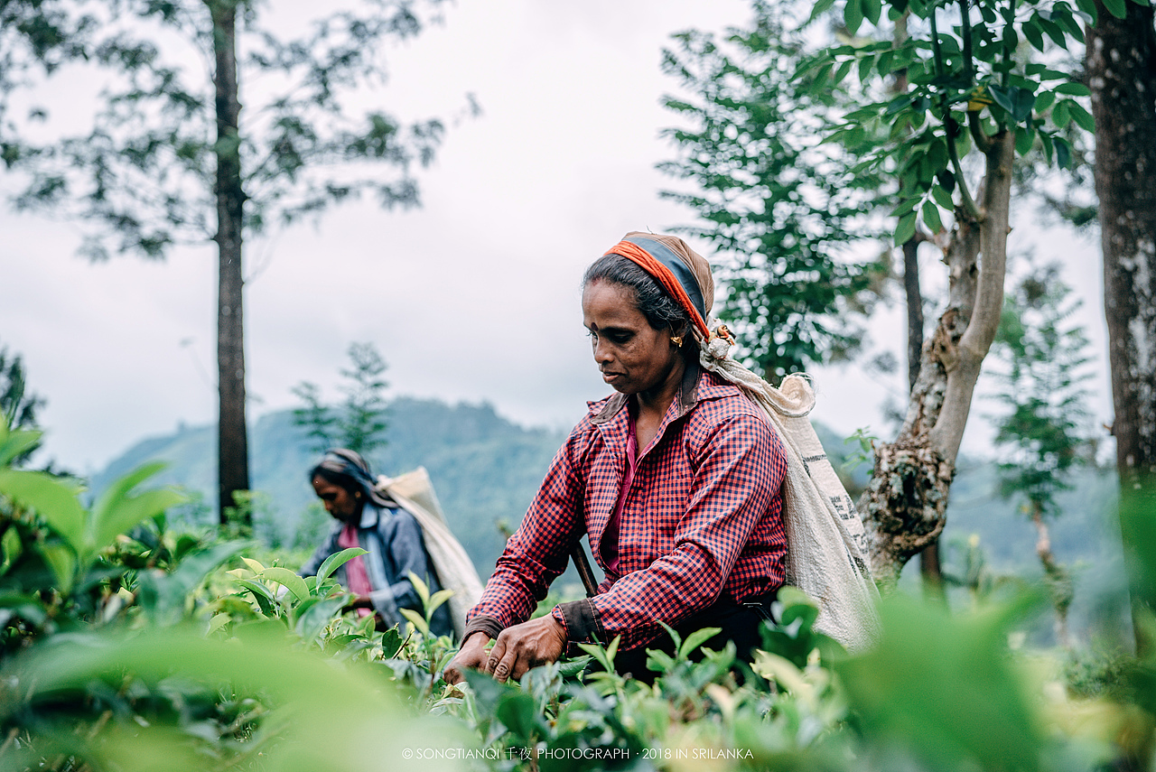 行走在印度洋上的眼泪——斯里兰卡°
