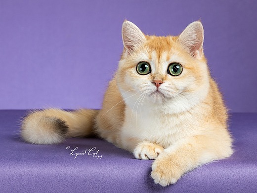 英国短毛猫-金渐层