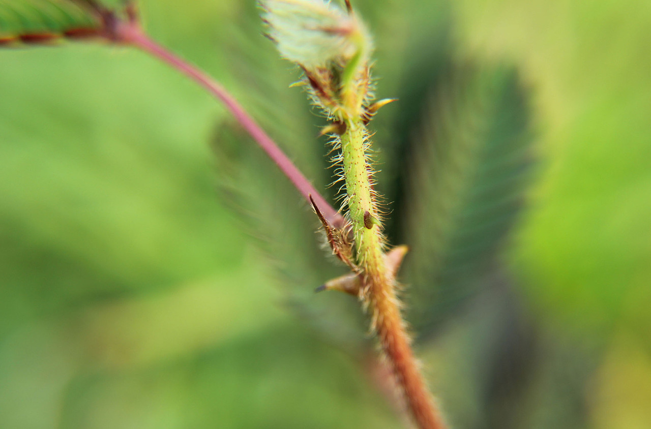 第一次微距拍摄，新手 