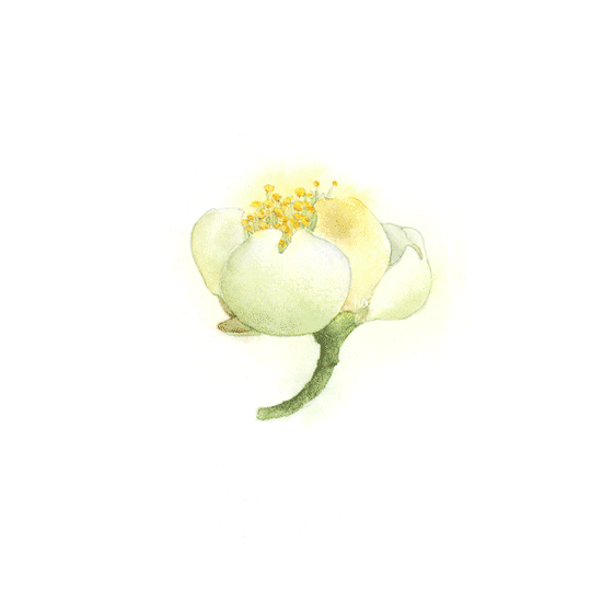 小小的茶花 有淡淡的茶香（图ZNzIzNzg5MTY=） - 新锐潮流插画 - 站酷设计师Oaim原创素材 - 站酷ZCOOL