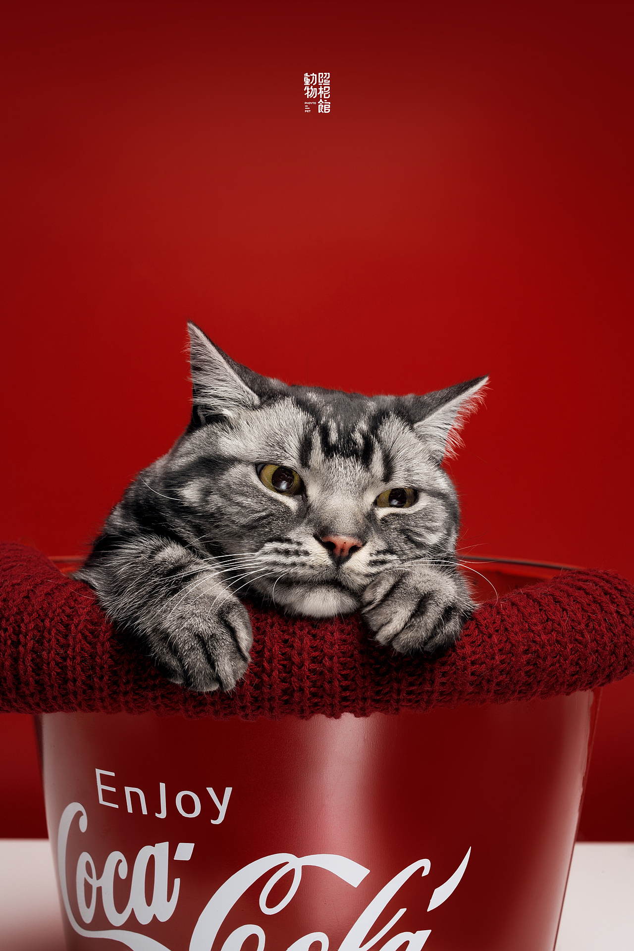 【動物照相館】嗷呜（图ZMTQ4OTEyOTU2） - 宠物摄影 - 站酷设计师温文尔雅GJ原创素材 - 站酷ZCOOL