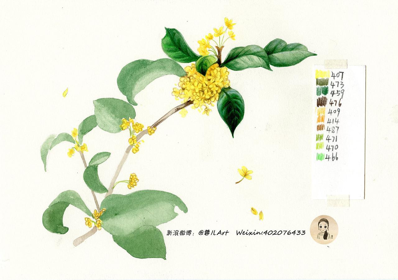 【桂花】彩铅基础教程 ：八月桂花香