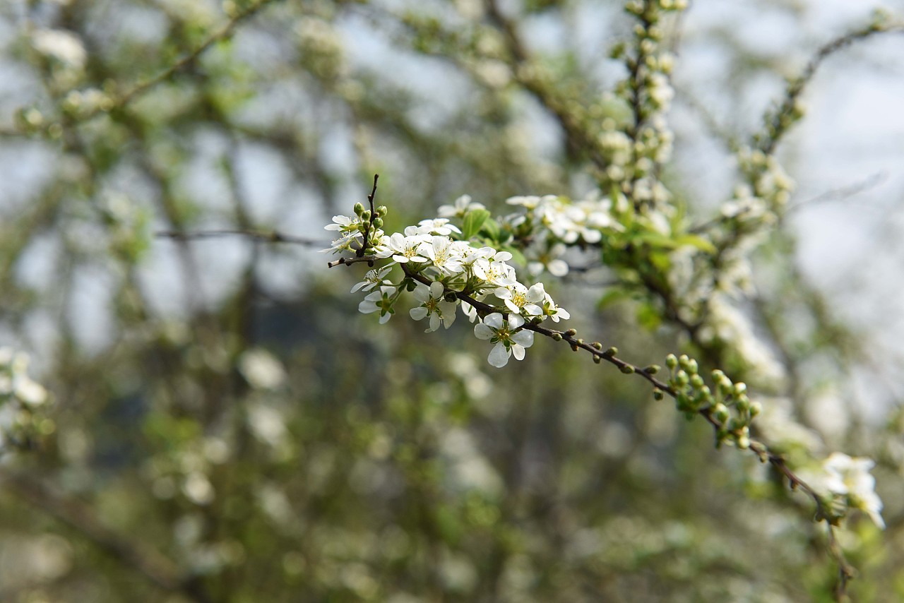满园春色关不住