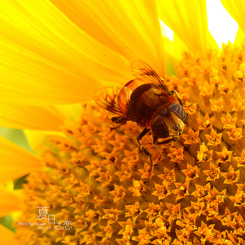【手机拍摄习作】