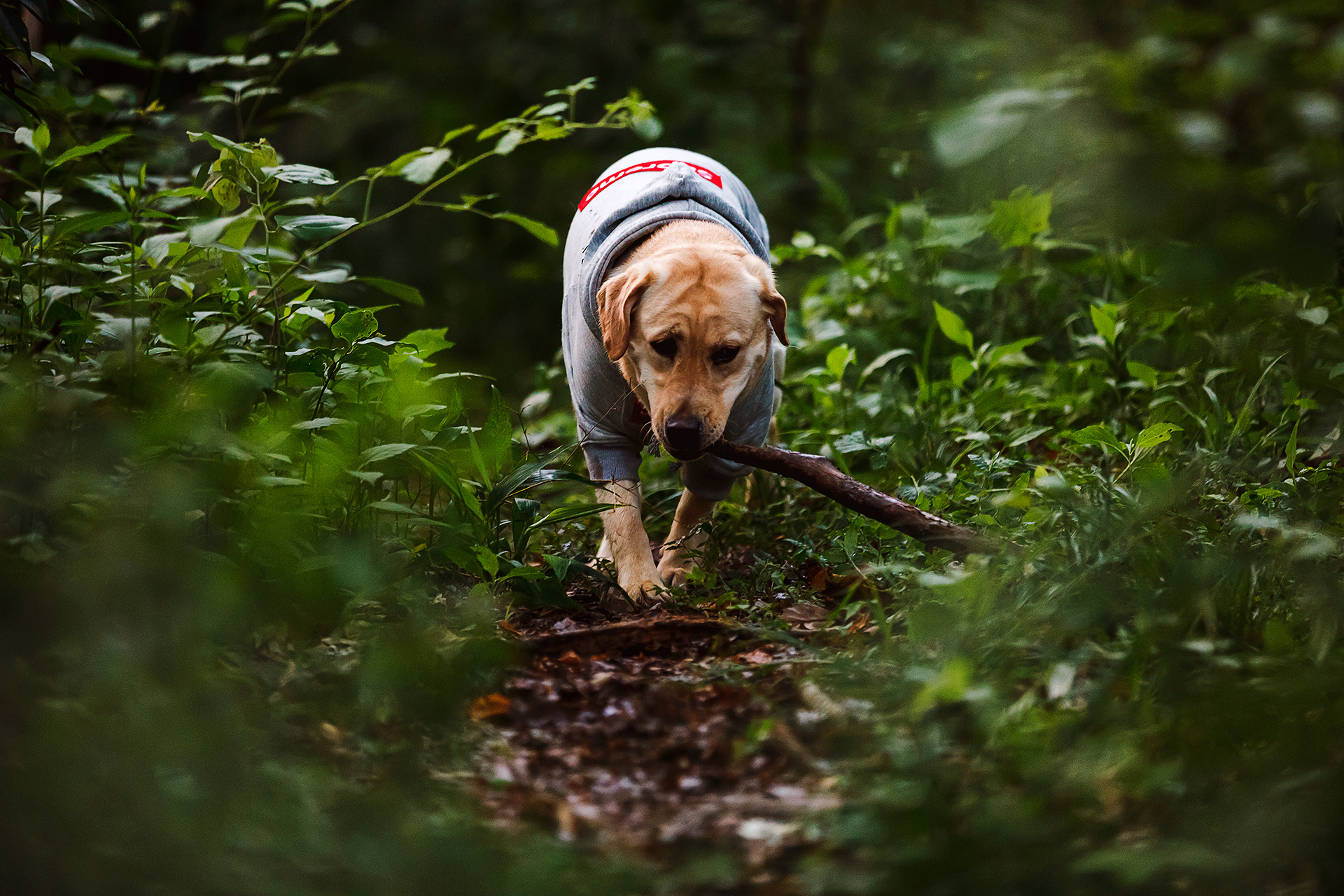 宠物摄影-朵朵的小森系|摄影|动物|277241214 - 原创作品 - 站酷