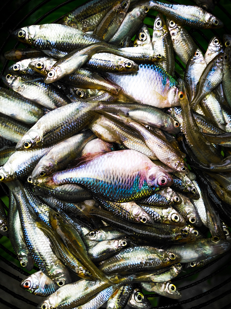 《鳞色》（图ZMTc1ODY5MzIw） - 宠物摄影 - 站酷设计师抹香的鲸原创素材 - 站酷ZCOOL