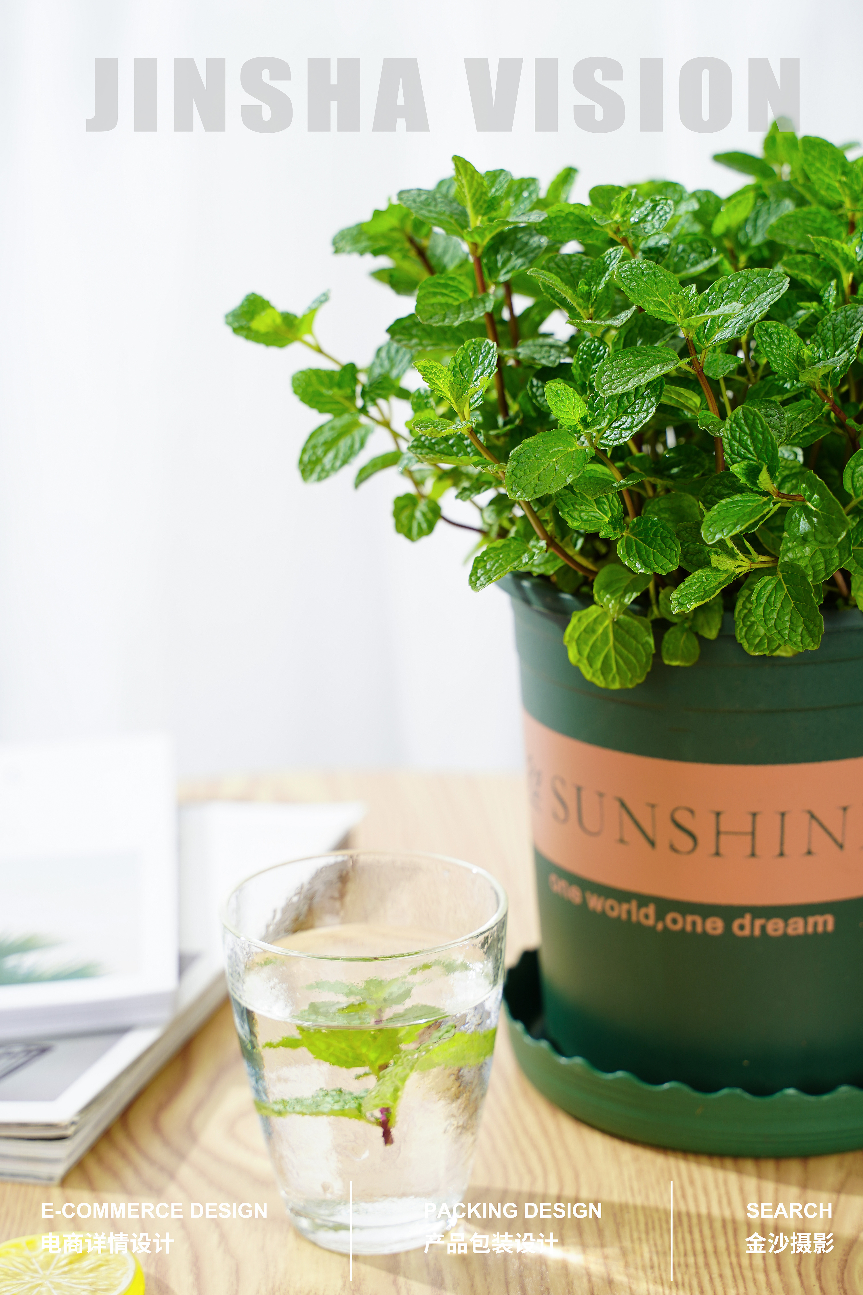 薄荷草/薄荷草绿植/薄荷/桌面小植物