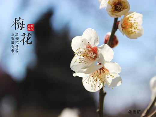 梅花