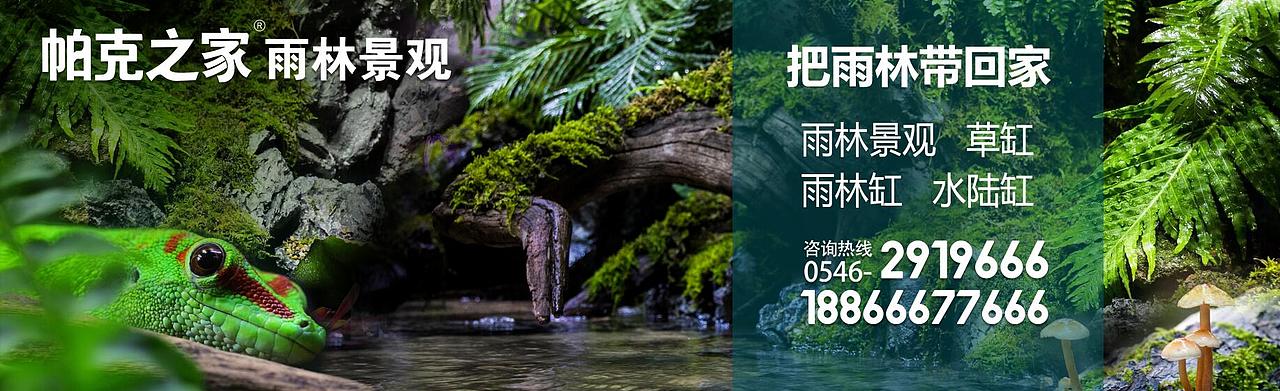 雨林景观（图ZODgzNDQ3NjA=） - 宣传物料 - 站酷设计师孟锋原创素材 - 站酷ZCOOL