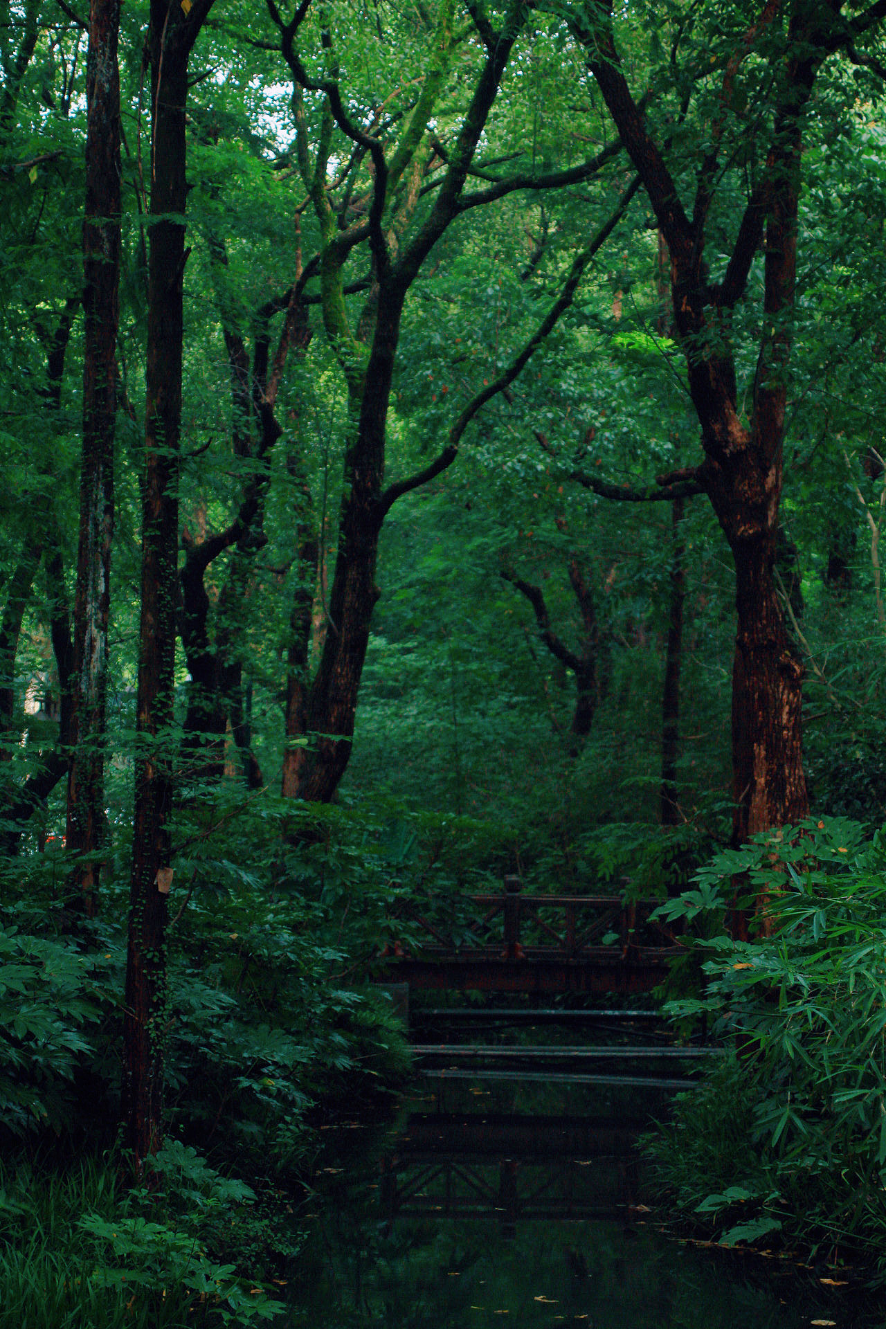 森林|摄影|风光摄影|z77157973 - 原创作品 - 站酷 (zcool)