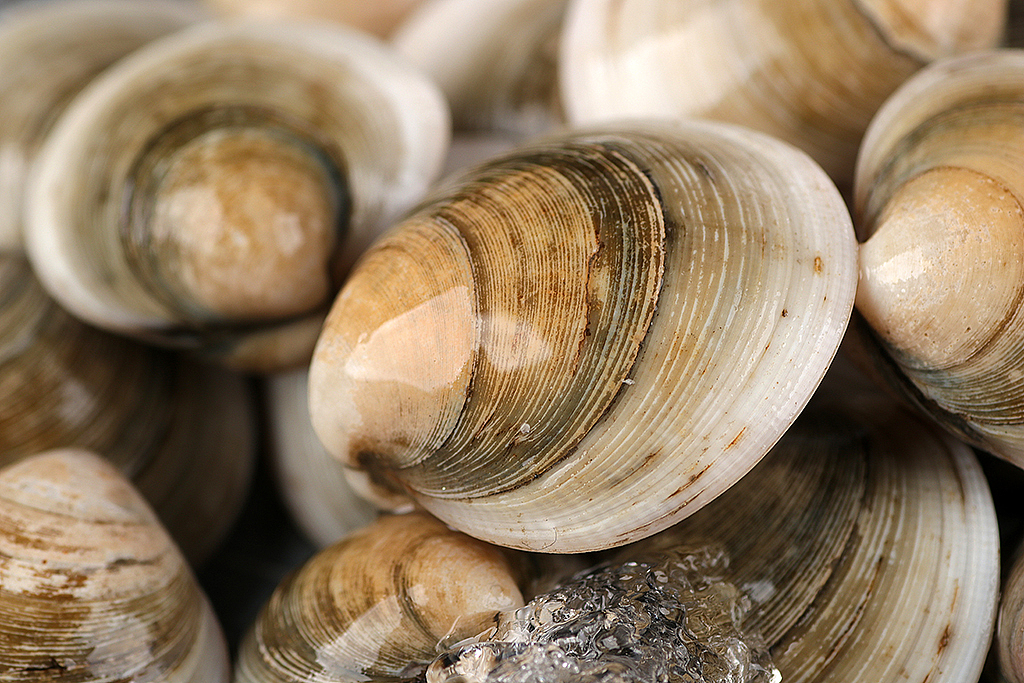 蛤蜊丨最近海鲜拍的多些丨飞鸟电商
