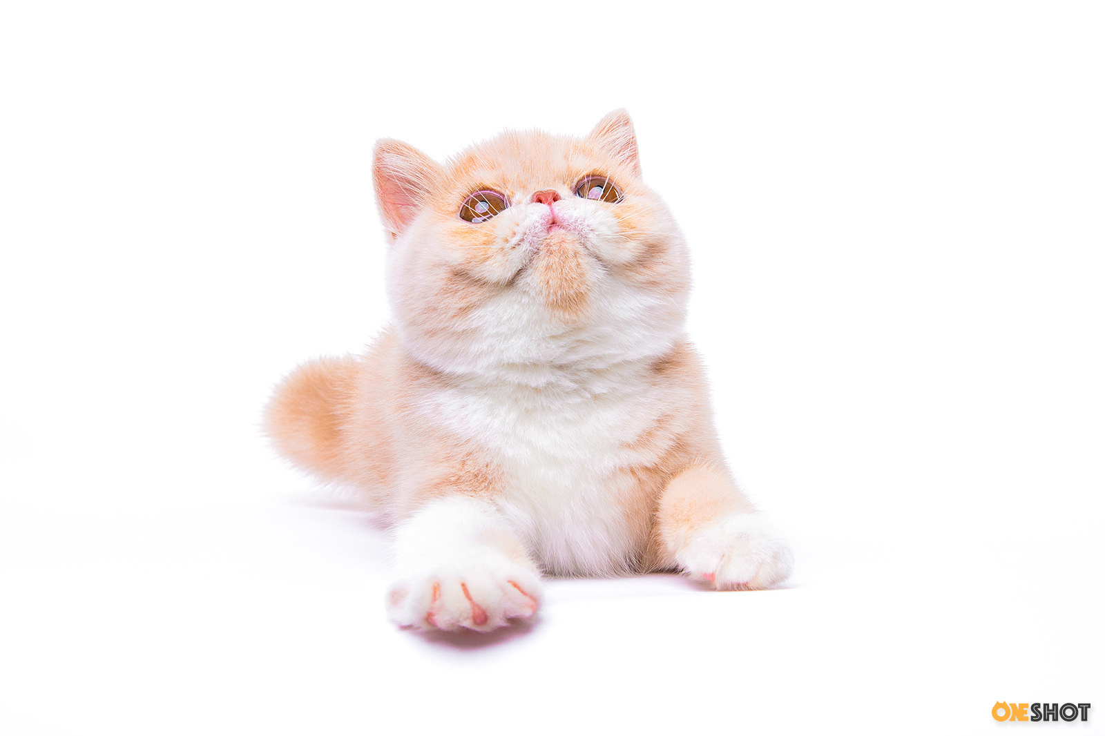 白底证件照-加菲猫(幼/成)