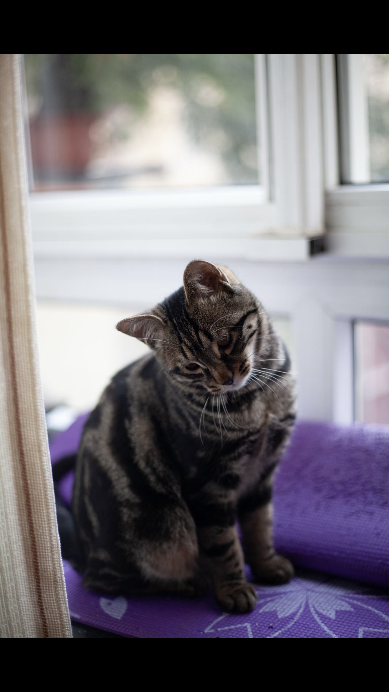 今日份撸喵(≧^.^≦)喵~