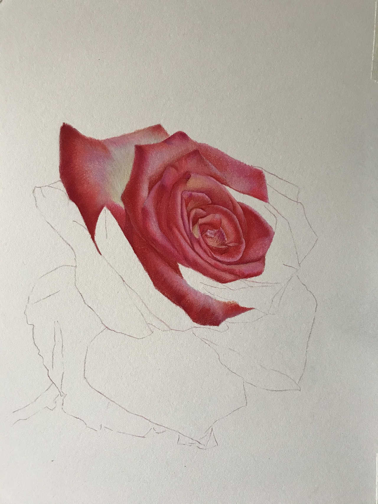 庸俗的大玫瑰！就是俗！（图ZMjY0OTQ4MDIw） - 绘画 - 站酷设计师臻于至善彩铅原创素材 - 站酷ZCOOL