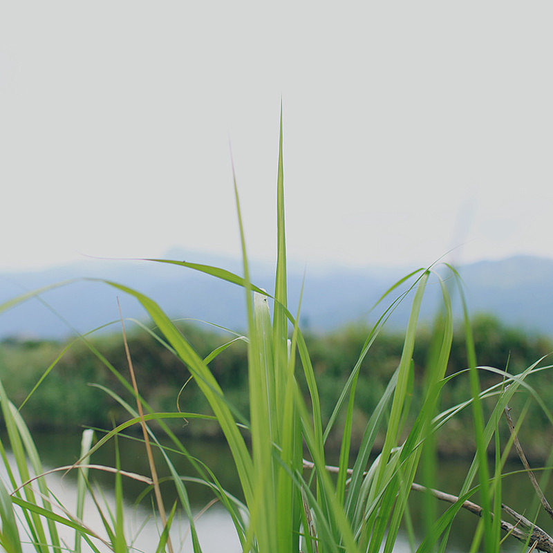 种桃种李种春风