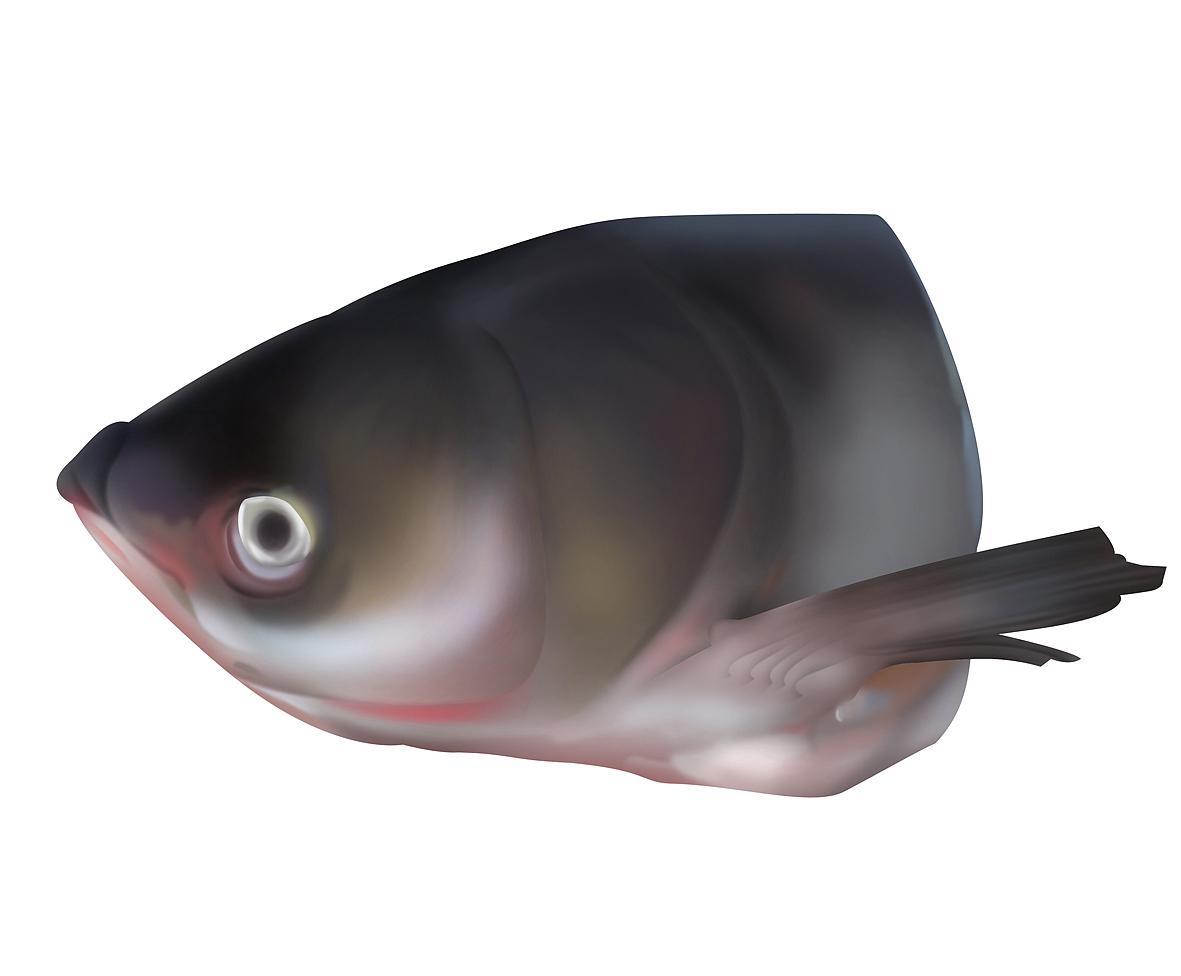 写实练习作品 鱼 绘画过程（图ZMTE0MjQyNDA=） - 创作习作 - 站酷设计师恶奔BEN原创素材 - 站酷ZCOOL