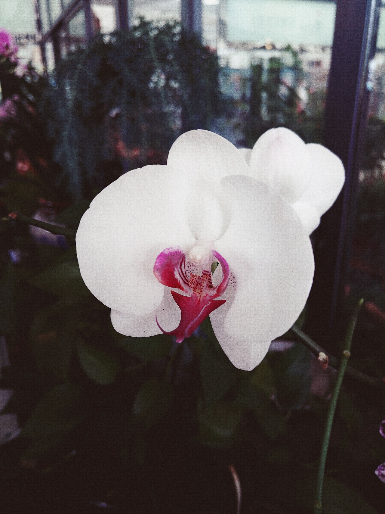 植物的秘密 似贝壳 似莲花 似绣球（图ZODgzNjAwMzY=） - 产品摄影 - 站酷设计师阿崔啊miss原创素材 - 站酷ZCOOL