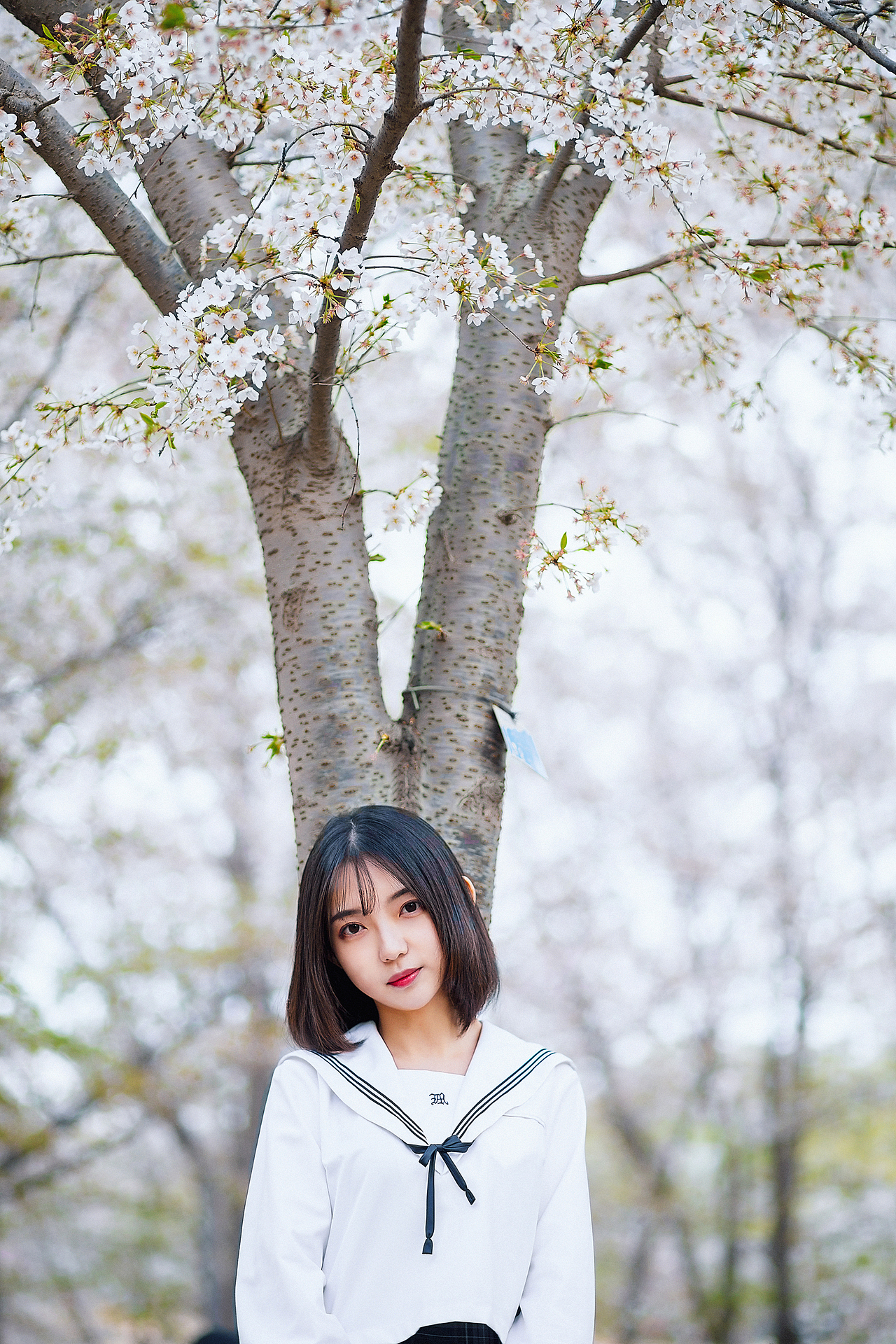 樱花开（图ZMTUzMDA4Mzk2） - 人像摄影 - 站酷设计师笔画年华原创素材 - 站酷ZCOOL