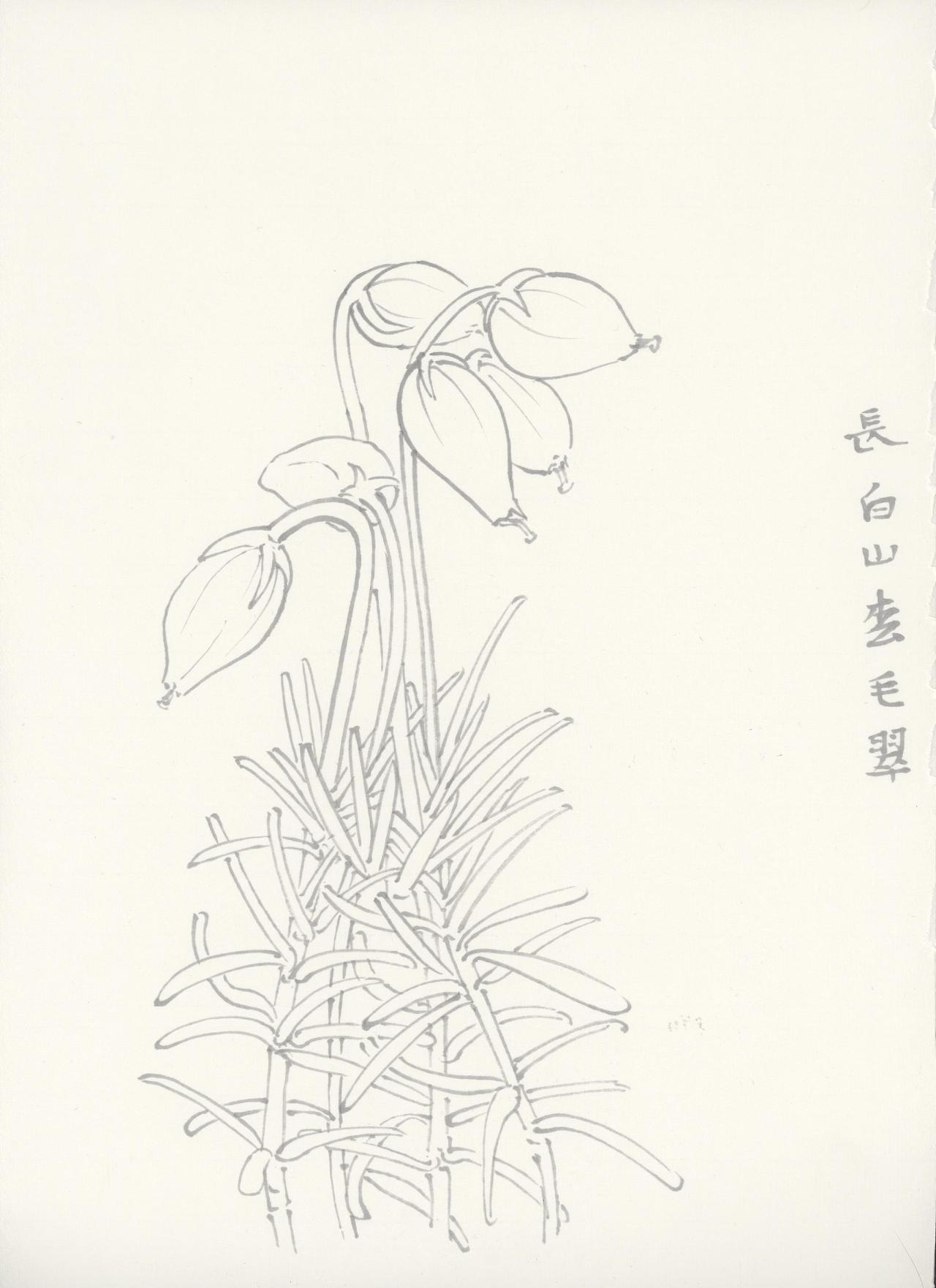 白描-长白山植被-1-22