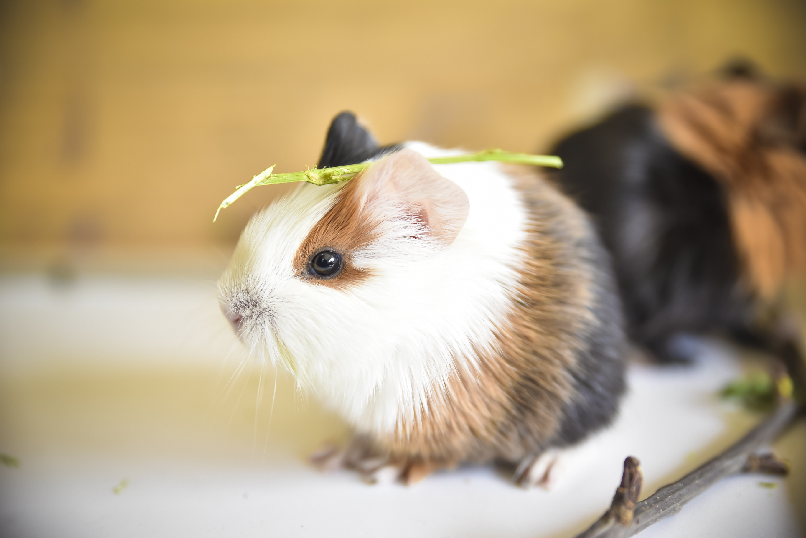 小猪|摄影|动物|鹿璃 - 原创作品 - 站酷 (zcool)