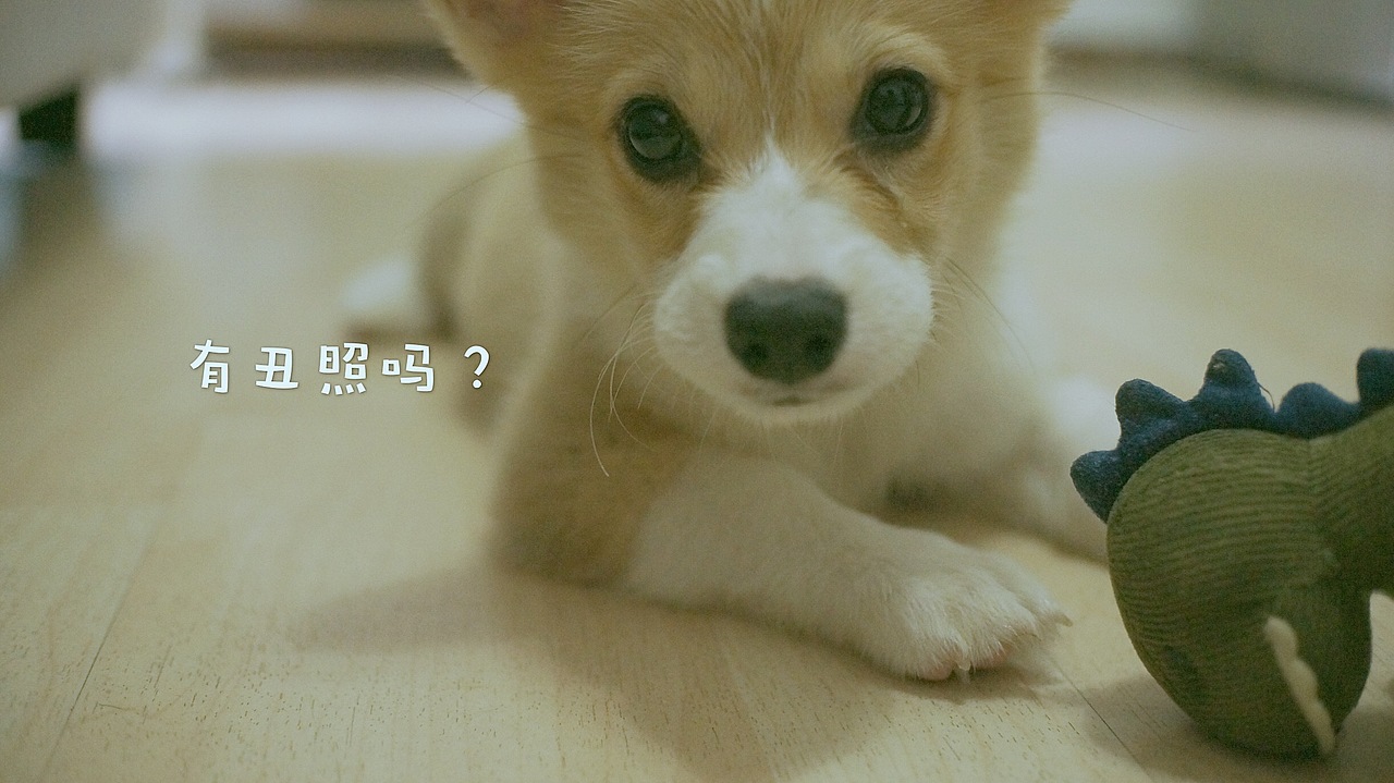 花仔（图ZNTYxOTM1NjQ=） - 宠物摄影 - 站酷设计师seasonjune原创素材 - 站酷ZCOOL