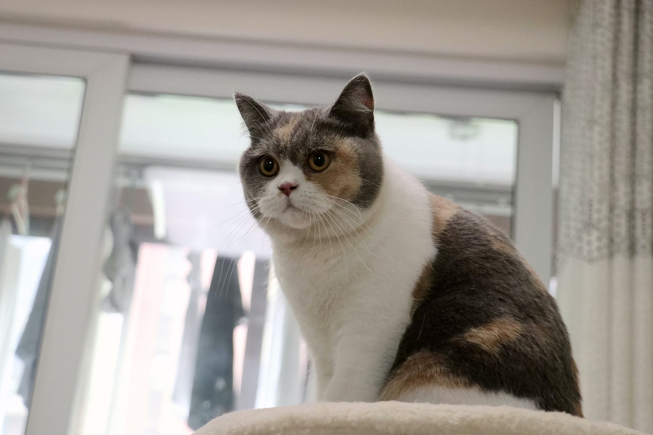 沐米宠物英国短毛猫英短三花色