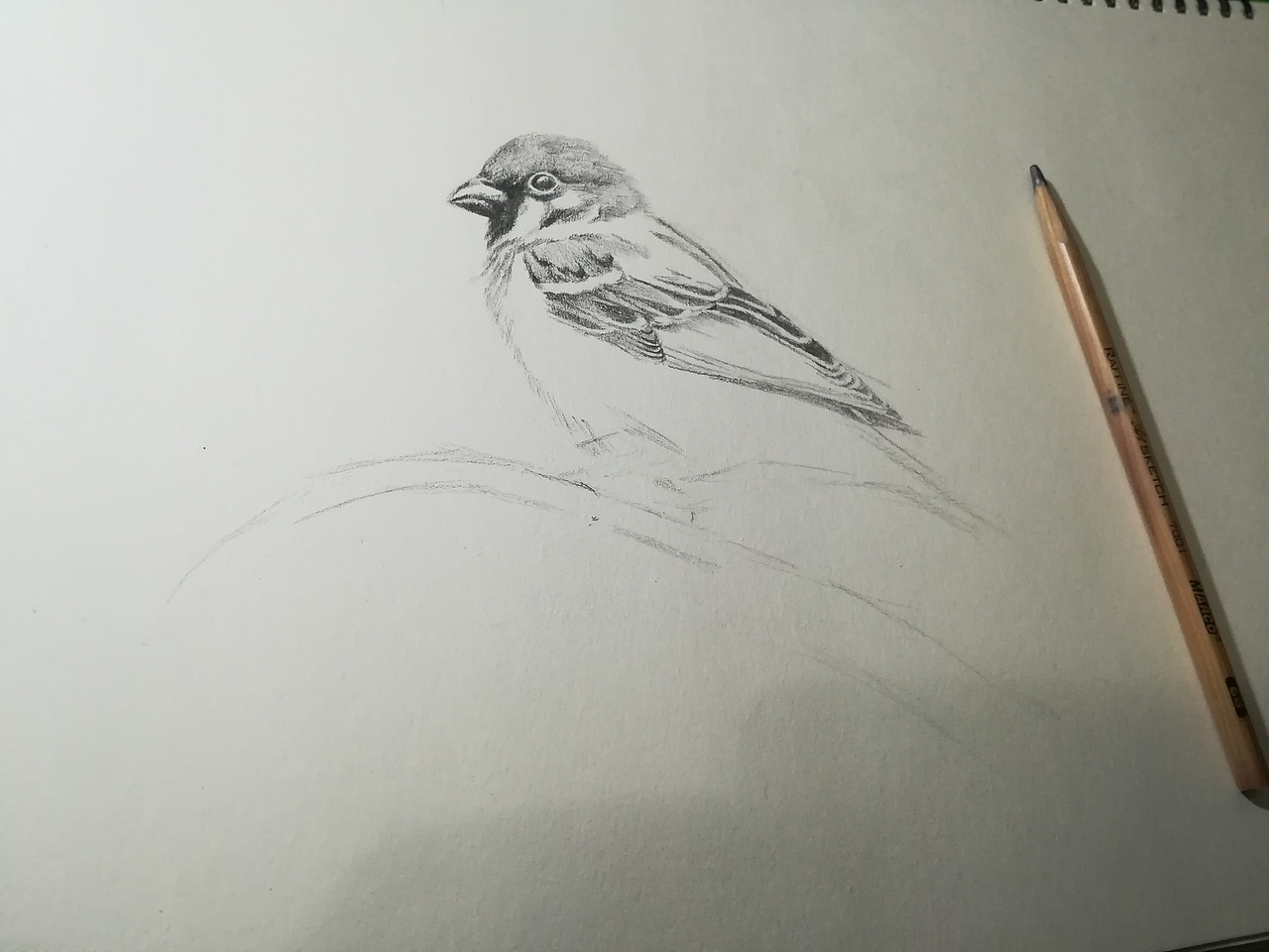 sparrow