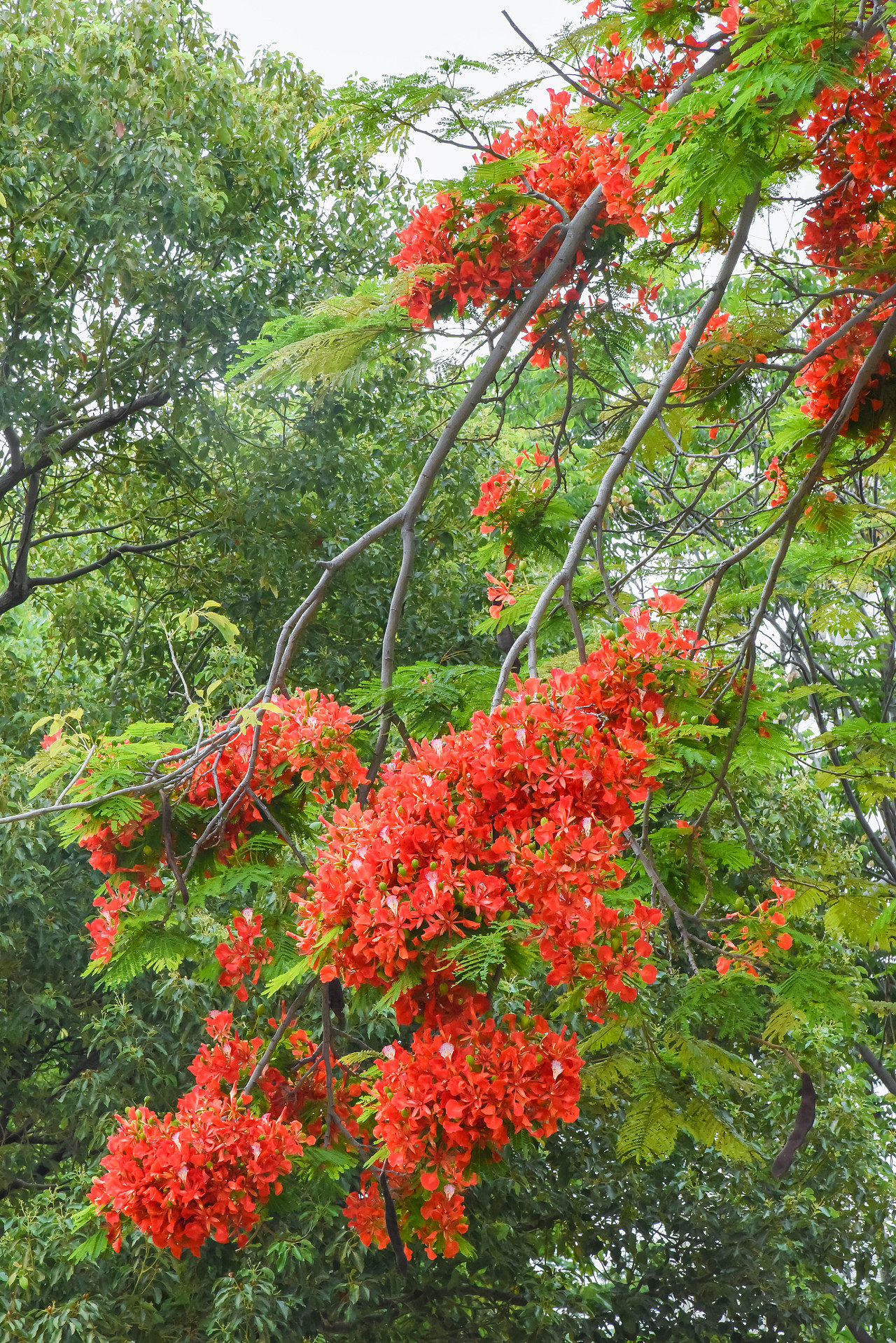 凤凰花,花开两季,一季缘起,一起缘灭!
