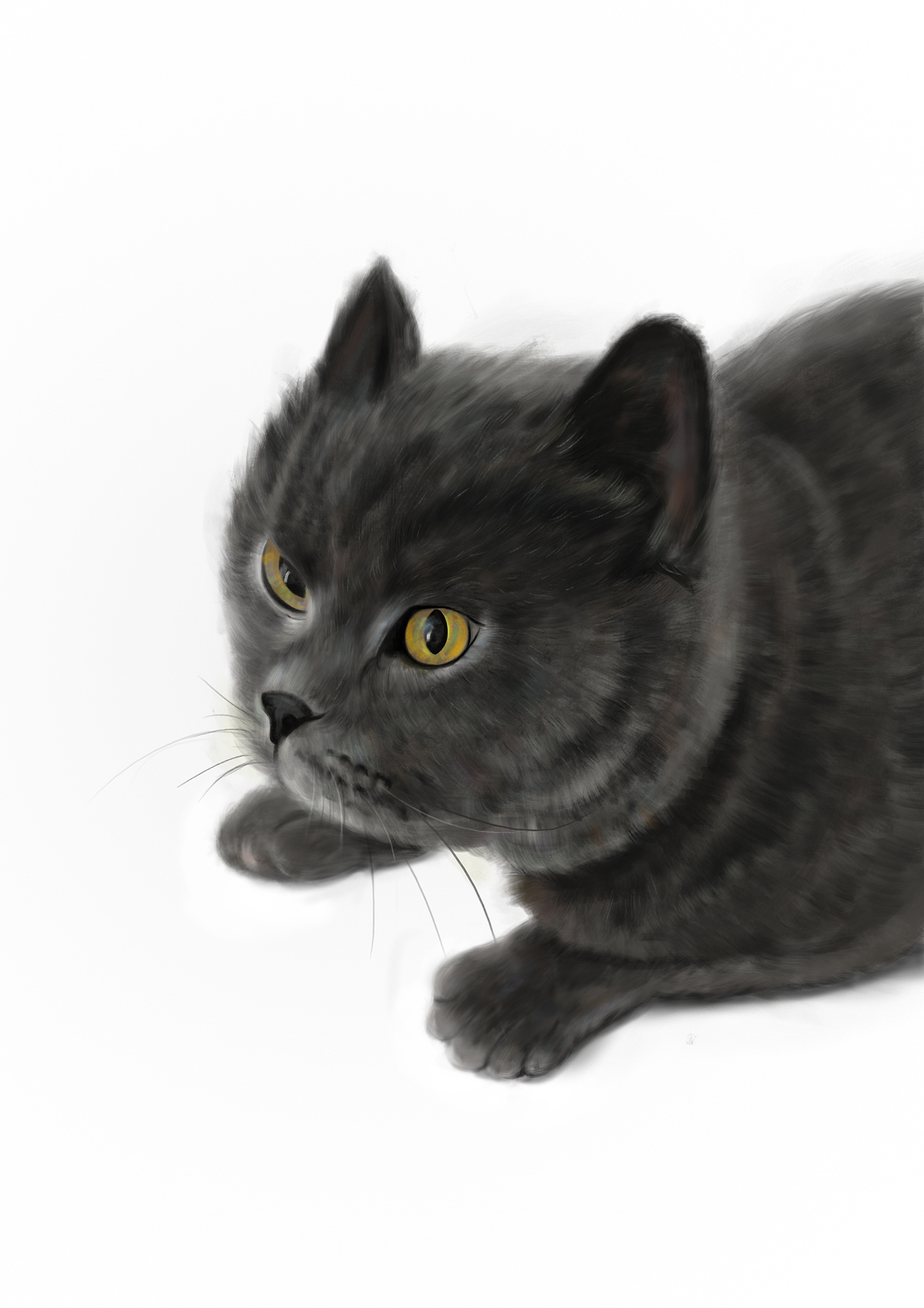 小蓝猫写实|插画|创作习作|丸小碗 - 原创作品 - 站酷 (zcool)