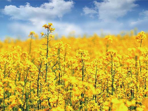 常用构图之对比方法