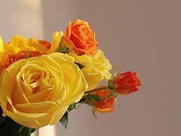 冬日鲜花～暖色调