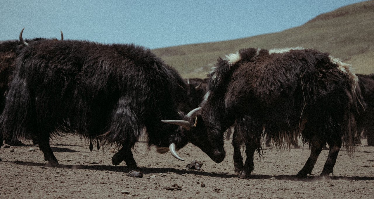 秘境 · 像素甘南（图ZMjY4MzExODEy） - 短片 - 站酷设计师Blackstation影像原创素材 - 站酷ZCOOL