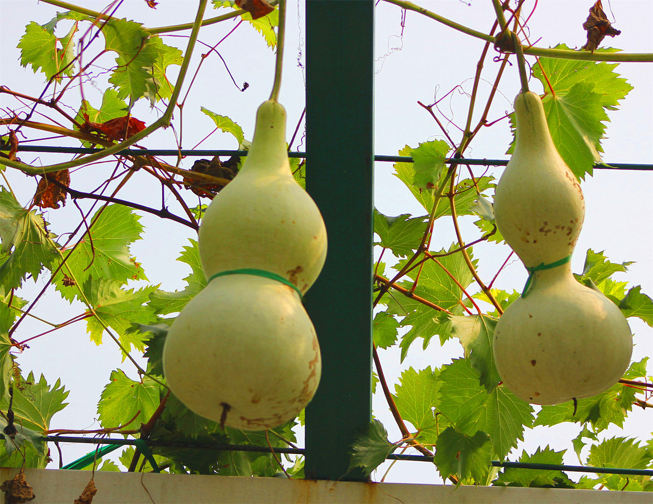 刘勇良手机纪实摄影:葫芦藤下