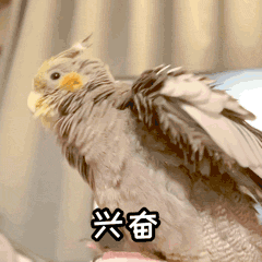 玄凤鹦鹉微信表情包 《波炮第一弹》上线啦~（图ZMjU5OTk5OTA4） - 网络表情 - 站酷设计师眼袋兔原创素材 - 站酷ZCOOL