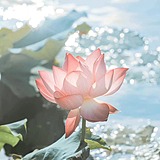芷町的头像