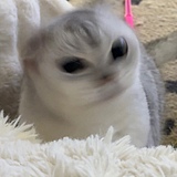 来一打羊的头像