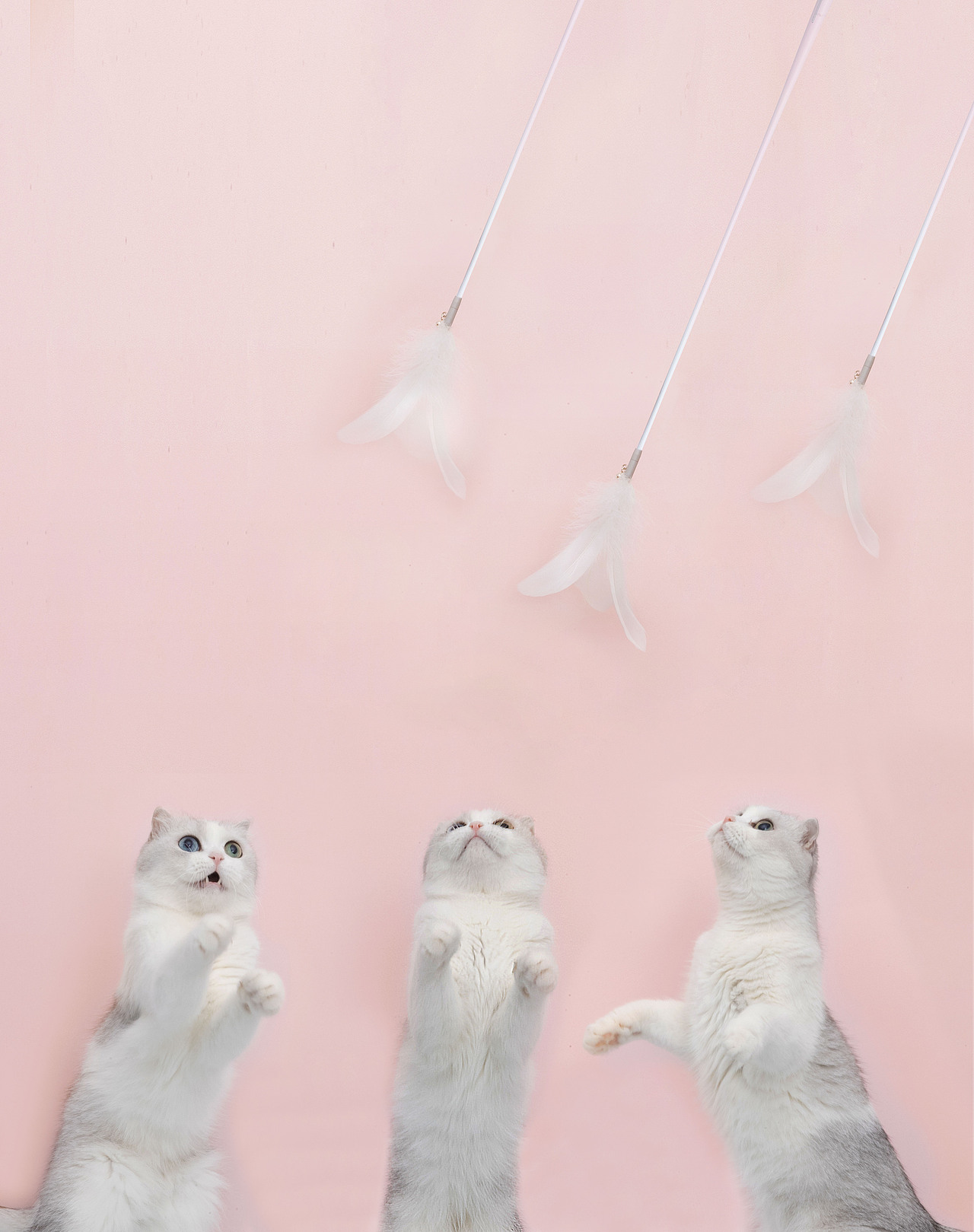 【摄影】少女心炸裂！！！粉嫩嫩！！火烈鸟逗猫棒！