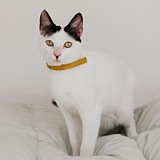 大猫070的头像