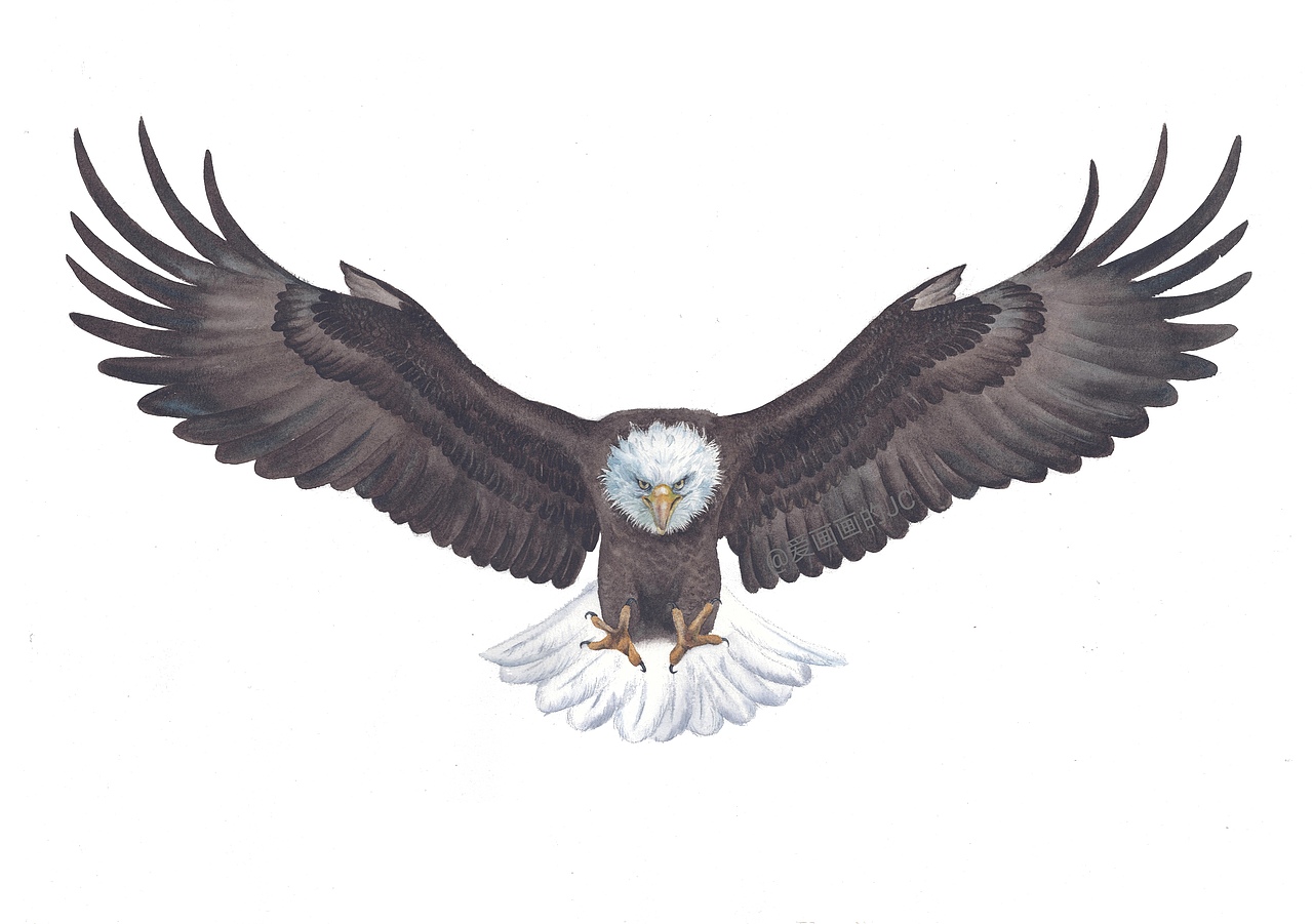 水彩白头鹰白底对称（图ZMjE3OTg5NjEy） - 绘画 - 站酷设计师爱画画的JC原创素材 - 站酷ZCOOL